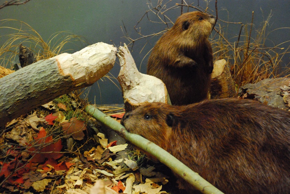 caption: These beavers are building a dam.