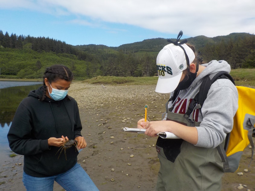 caption: Makah fisheries technicians Charlotte Shaw (left) and Angelina Woods record data on a European green crab along the Tsoo-Yess River on the Makah reservation in May 2020. 