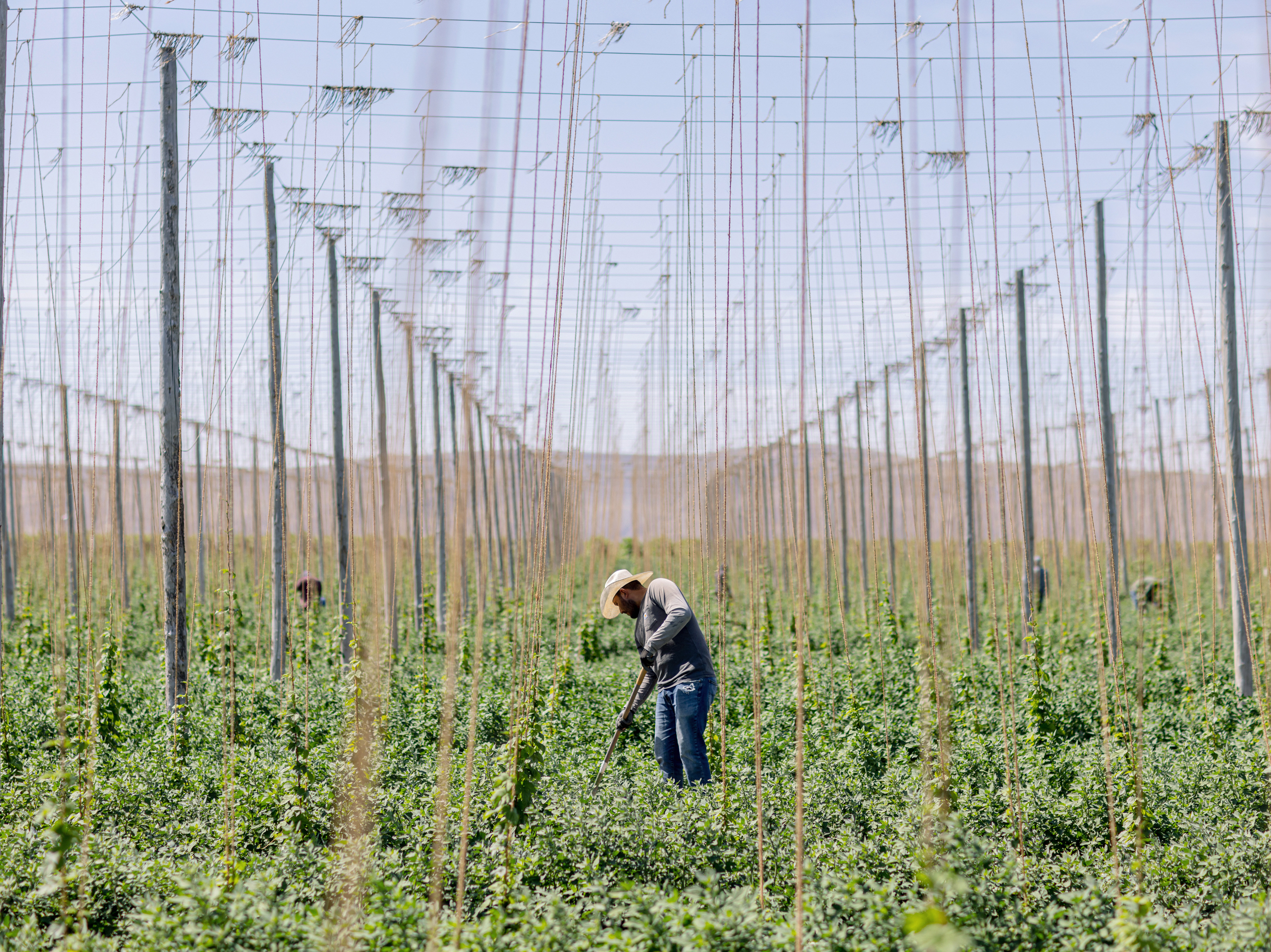caption: A field worker uproots weeds in between rows of hops on a farm near Sunnyside, Wash., on June 14, 2023.
