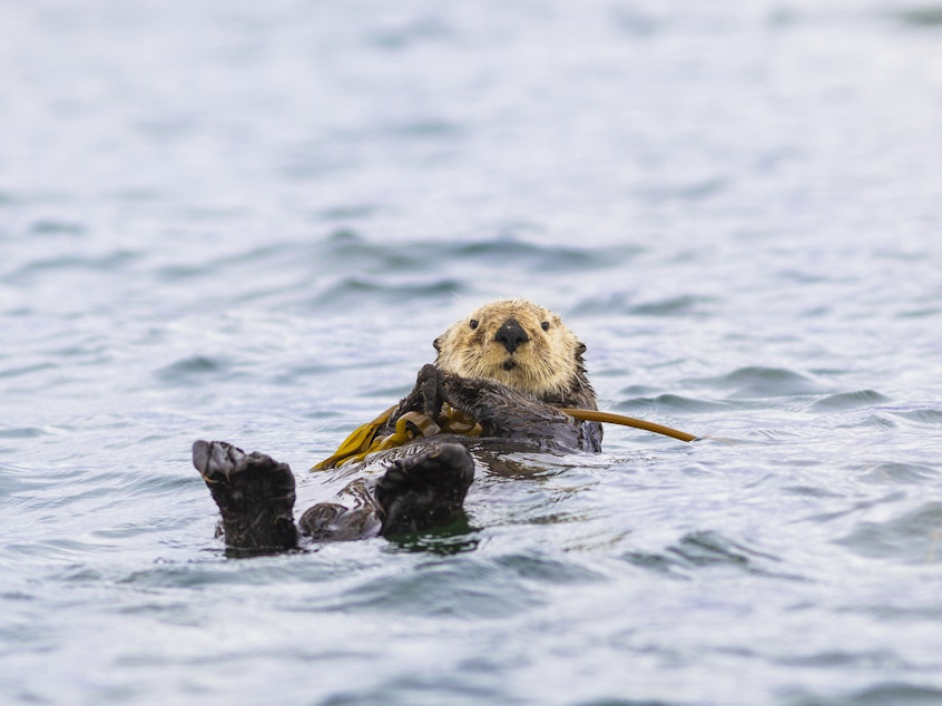 caption: A sea otter hangs onto kelp off the coast of Vancouver Island, British Columbia, Canada.