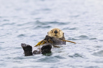 caption: A sea otter hangs onto kelp off the coast of Vancouver Island, British Columbia, Canada.