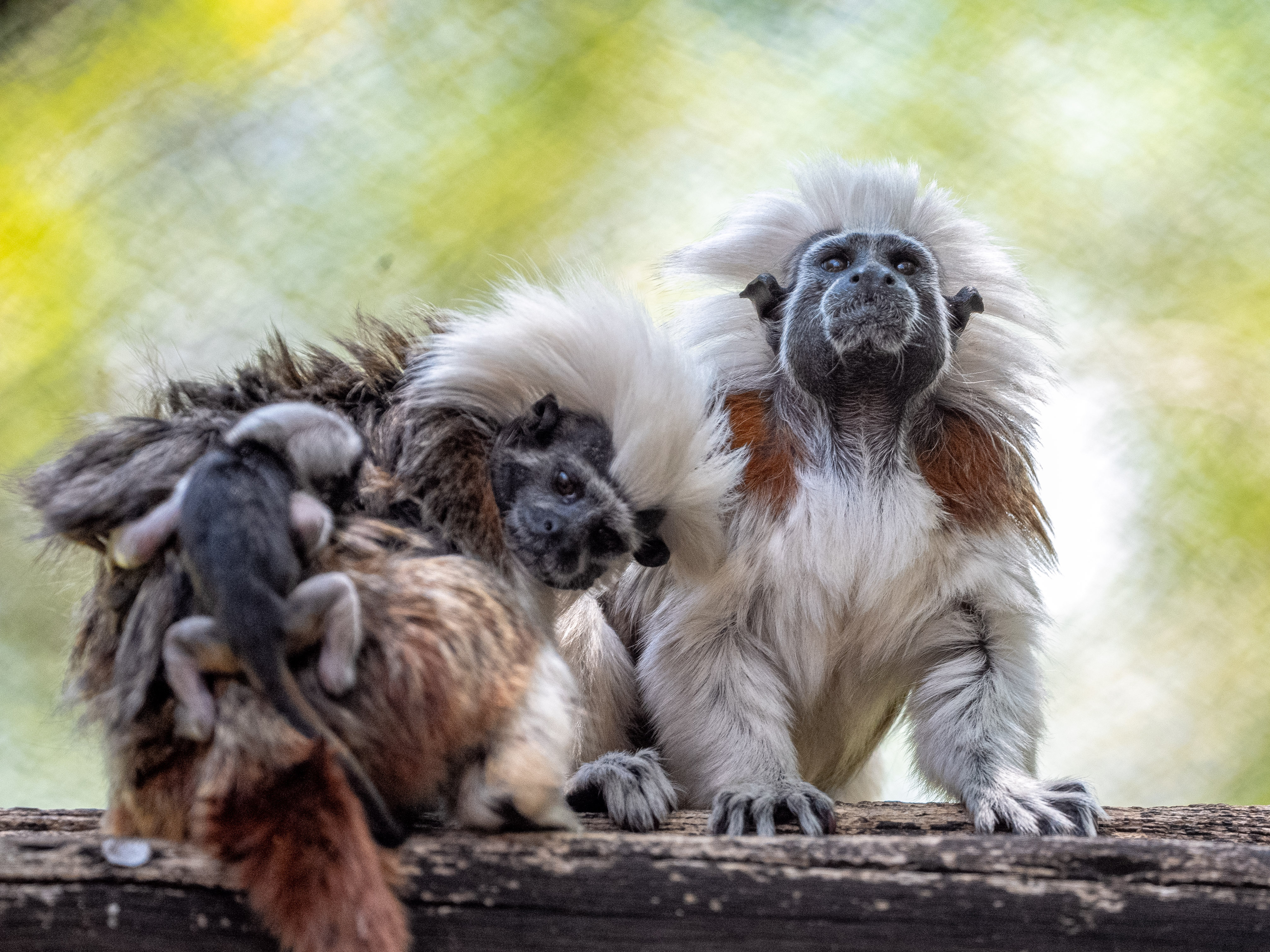 caption: Two cotton-top tamarin monkeys are seen with their newborn twins at Walt Disney World.