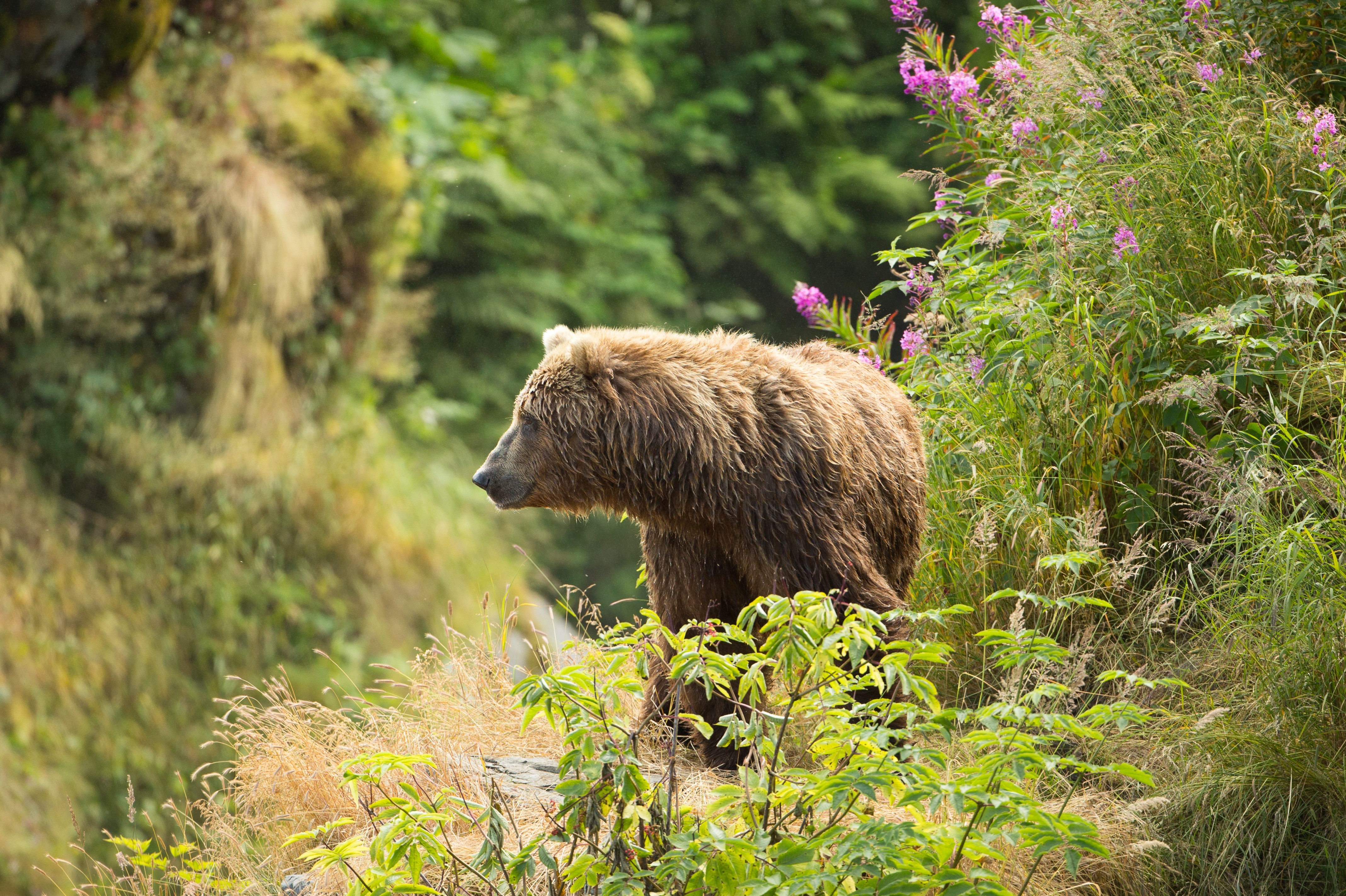 caption: A brown bear stands next to fireweed flowers on Kodiak Island, Alaska, in August 2016.