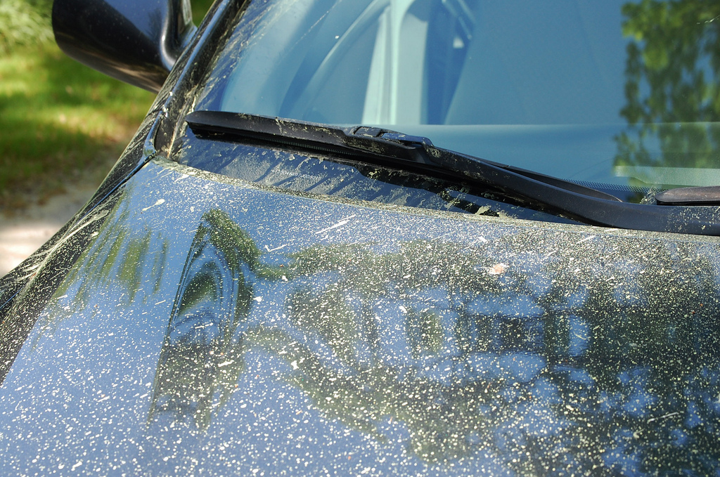 caption: Get ready, the pollen is coming.