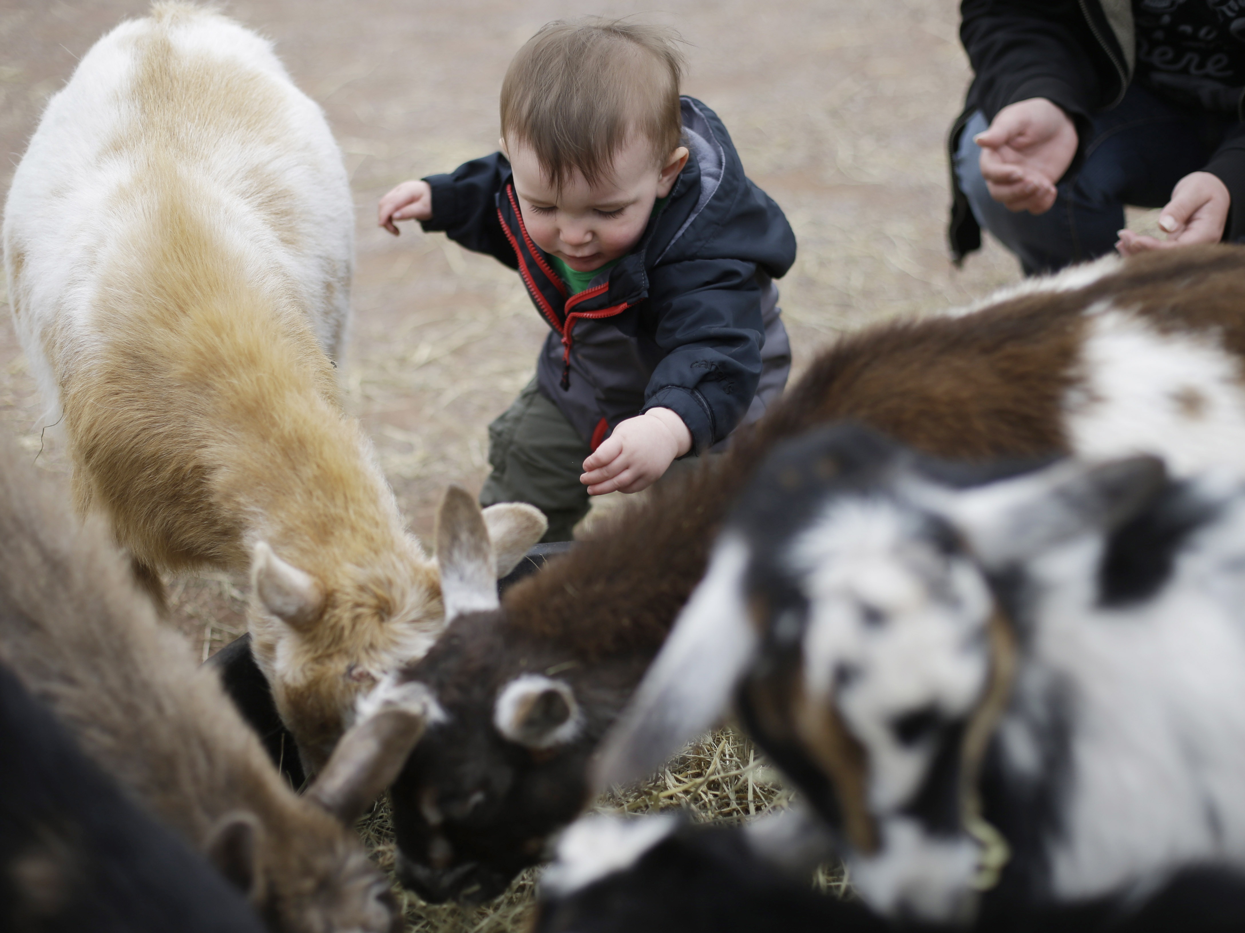 caption: A child interacts with goats at the petting area in the KidZooU section of the Philadelphia Zoo, in Philadelphia, in 2013.