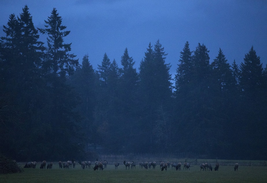 caption: Elk are shown in a field along State Route 20 on Friday, November 15, 2019, near the intersection of Wilde Road outside of Concrete.