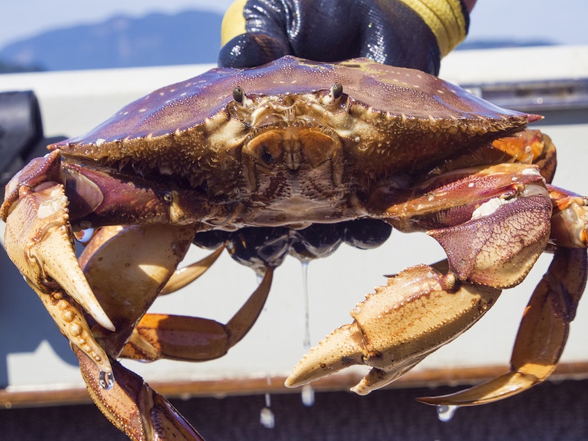 caption: Crabbing season is open in Puget Sound!
