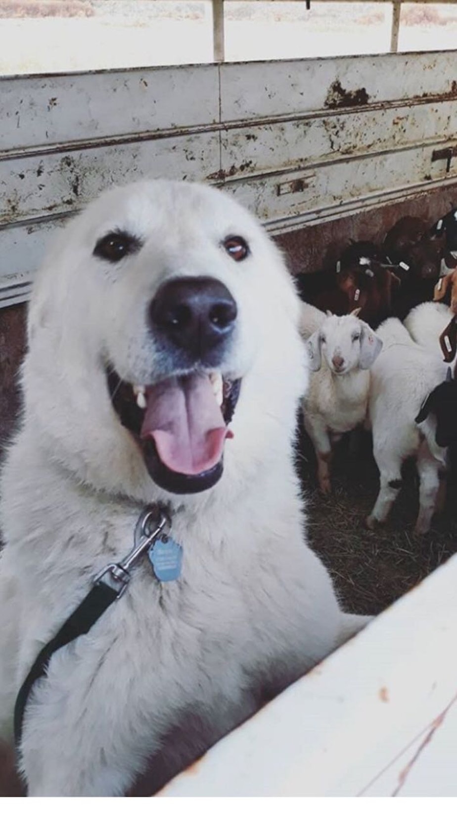 caption: Nanny, a Great Pyrenees mix, is so named for her occupation - she's the goats' protector, ensuring that predators like cougars don't attack the herd.