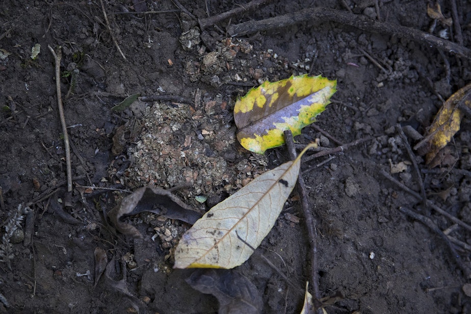 caption: Otter scat at an "otter latrine" on Sept. 27 along the Black River in Renton.
