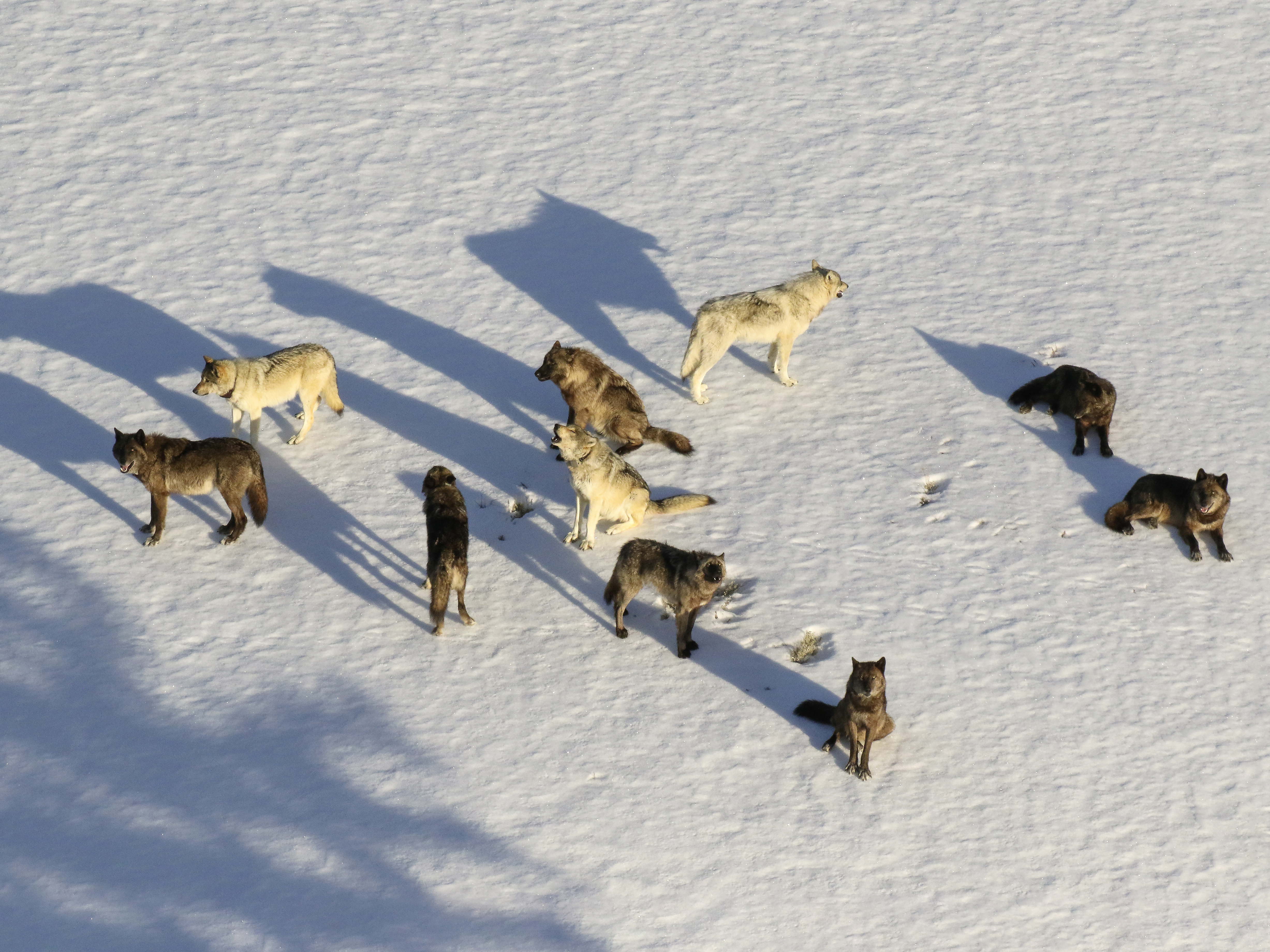 caption: This aerial file photo provided by the National Park Service shows the Junction Butte wolf pack in Yellowstone National Park, Wyo.