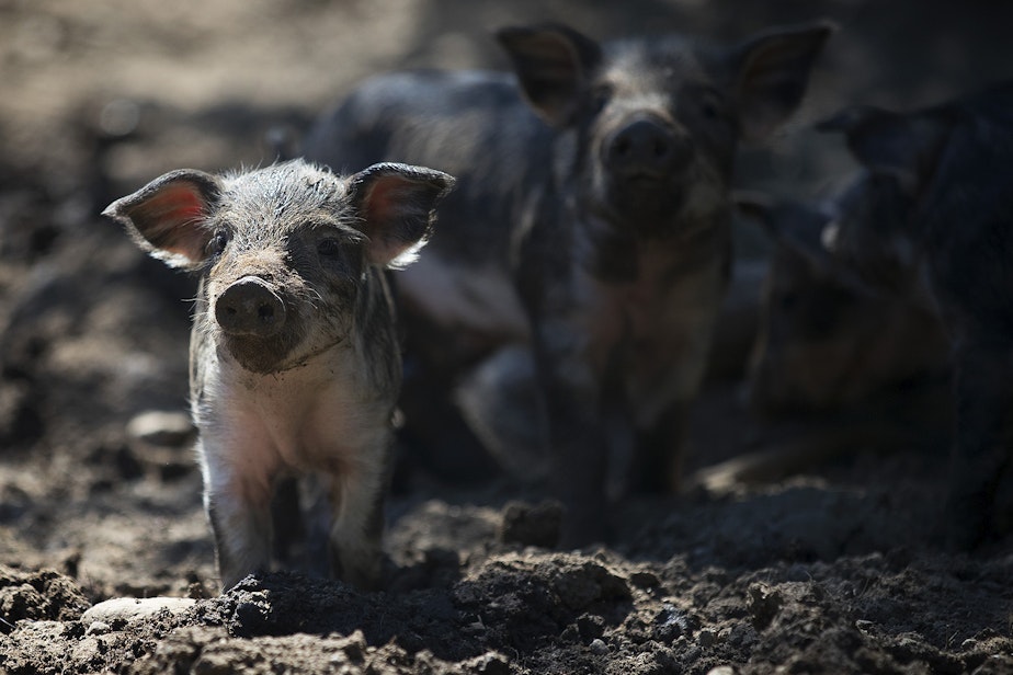 caption: A two-week old Mangalitsa piglet stands in its pen on Wednesday, May 8, 2019, at Shady Acres Farm on Bainbridge Island. 