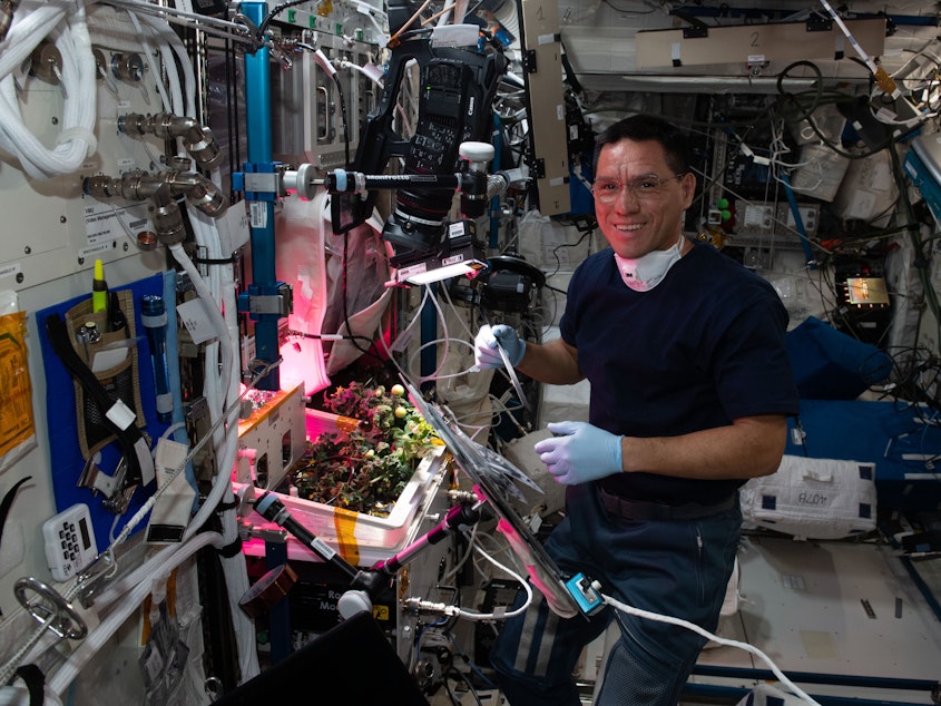 caption: NASA astronaut Frank Rubio checks tomato plants growing inside the International Space Station for a space botany study.