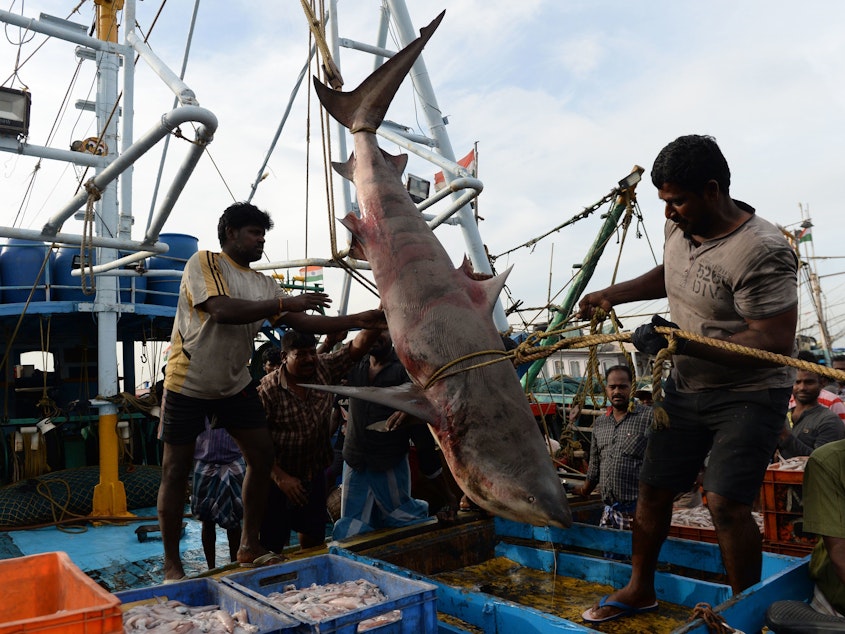 caption: Indian fishermen pull up a shark from a boat for sale at a harbor in Chennai in June 2018. Many shark species tend to congregate in the same areas as industrial fishing ships, a study finds.