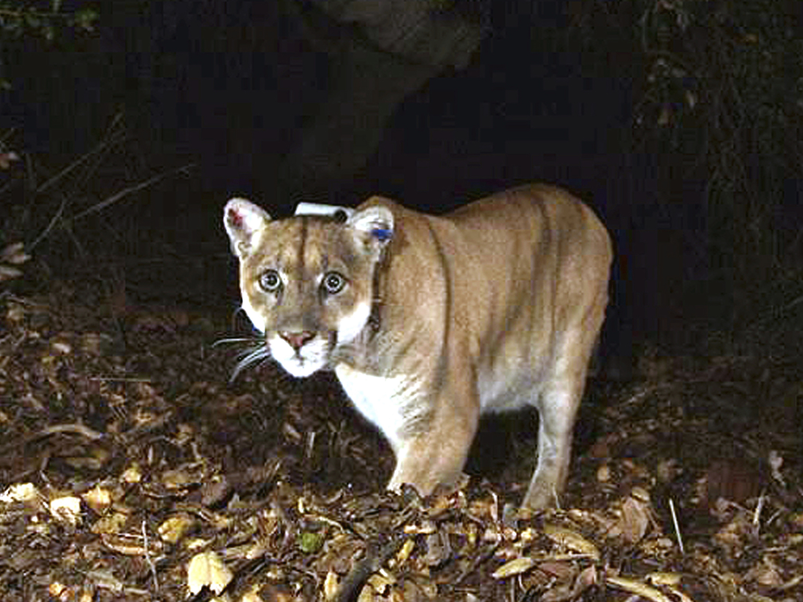 caption: The mountain lion known as P-22, photographed in November 2014 in the Griffith Park area near downtown Los Angeles, is undergoing health evaluations after being captured on Monday.