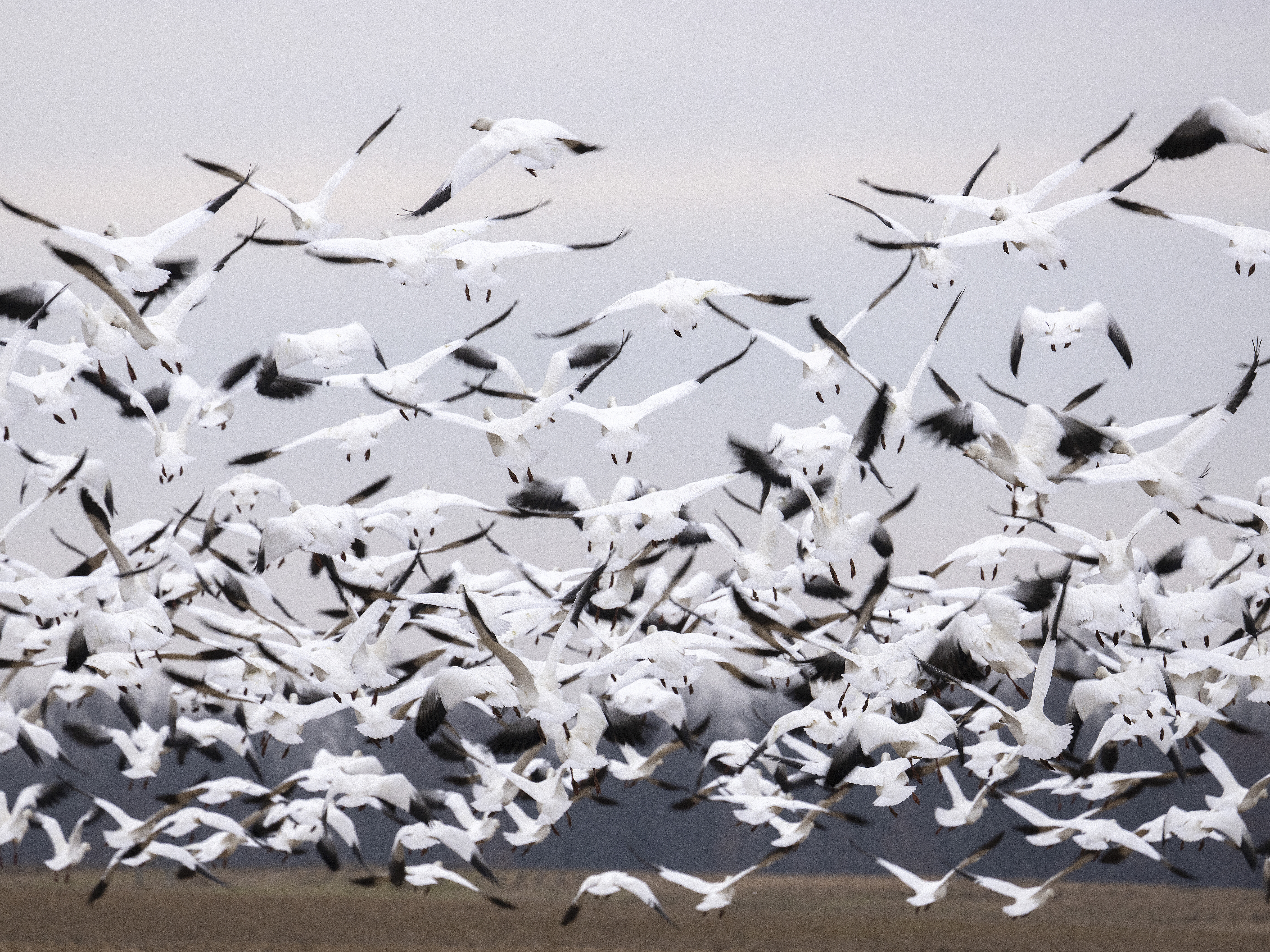 caption: Snow geese take off from a field in Ruthsburg, Md., on Jan. 25, 2023. The current strain of bird flu has been detected in wild birds and poultry, as well as mammals like cows.