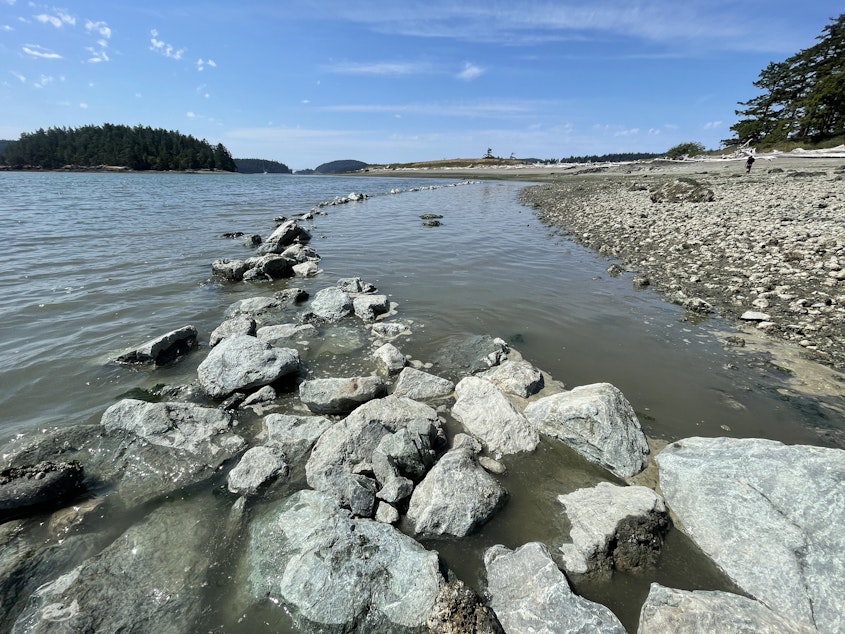 caption: A returning tide on Skagit Bay gradually overtakes a newly built wall for a clam garden on Kiket Island, Washington, on Aug. 12.