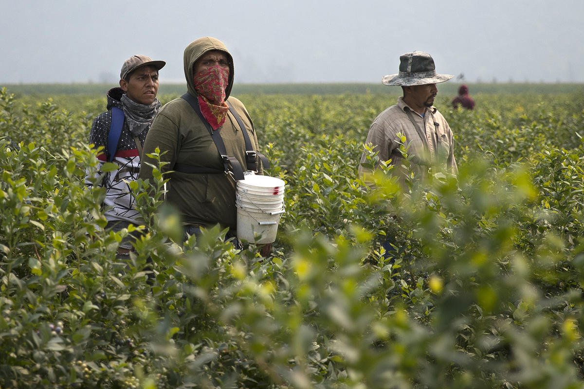caption: Workers at Sarbanand Farms picking blueberries on August 8, 2017, in Sumas, Washington.