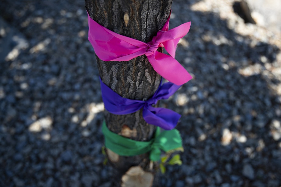 caption: Three ribbons are tied to a tree in honor of Paityn, Evelyn and Olivia Decker, on Thursday, July 10, 2025, in Wenatchee.