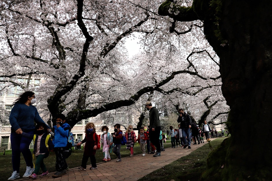 caption: Children walk through the University of Washington's Quad, on March 23, 2022, as the cherry blossoms bloomed. There are 29 cherry trees that reach peak bloom the third week of March, typically.