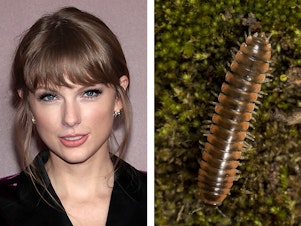 caption: Taylor Swift, pictured in 2021, is the inspiration for the name of the newly described Twisted-Claw Millipede, <em>Nannaria swiftae.</em>
