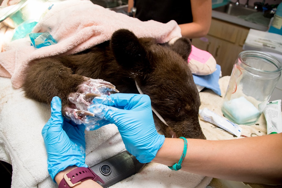 caption: Veterinarians work on the scorched paws of a bear cub burned in the Twenty-Five Mile Fire near Lake Chelan.