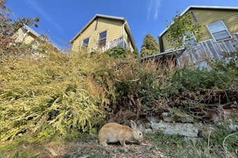 caption: A rabbit in Langley. Rabbits are everywhere here.