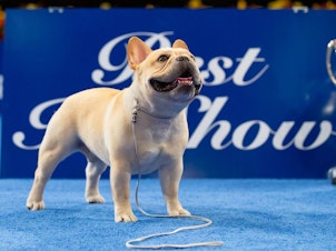 caption: Three-year-old Winston was the best-in-show winner at the 2022 National Dog Show.