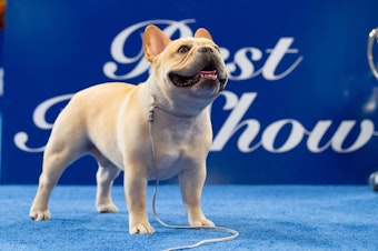 caption: Three-year-old Winston was the best-in-show winner at the 2022 National Dog Show.