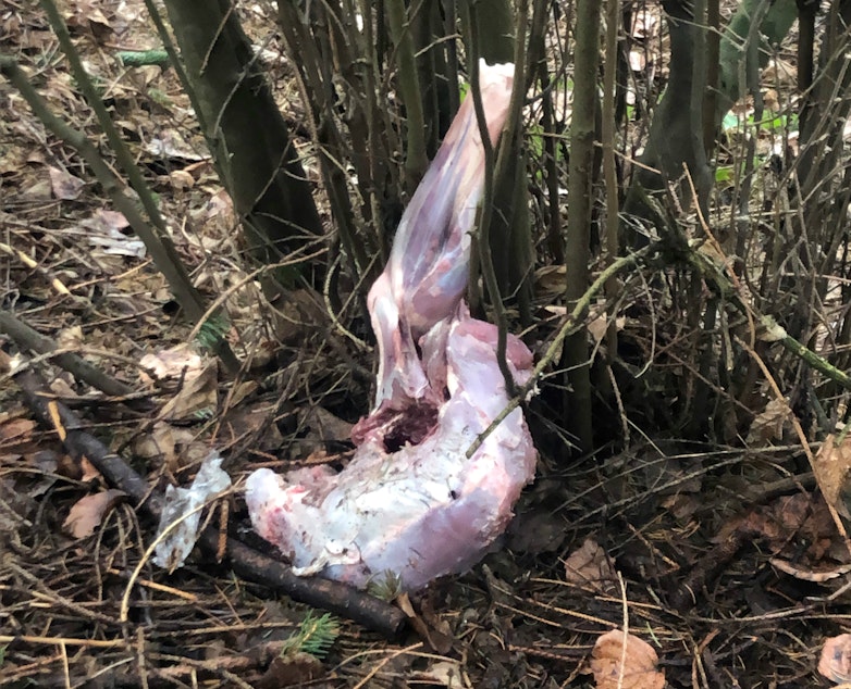 caption: Michelle Reindal found what looked like a skinned animal carcass near the Woodland Park Zoo.
