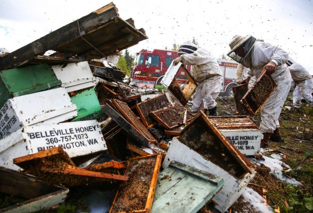 caption: Workers clean up on Friday, April 17, 2015 after a semi truck filled with over 400 beehives overturned on Interstate 5 in Lynnwood. Workers tried to rescue as many bees as possible before firefighters sprayed them with foam from a fire truck. 