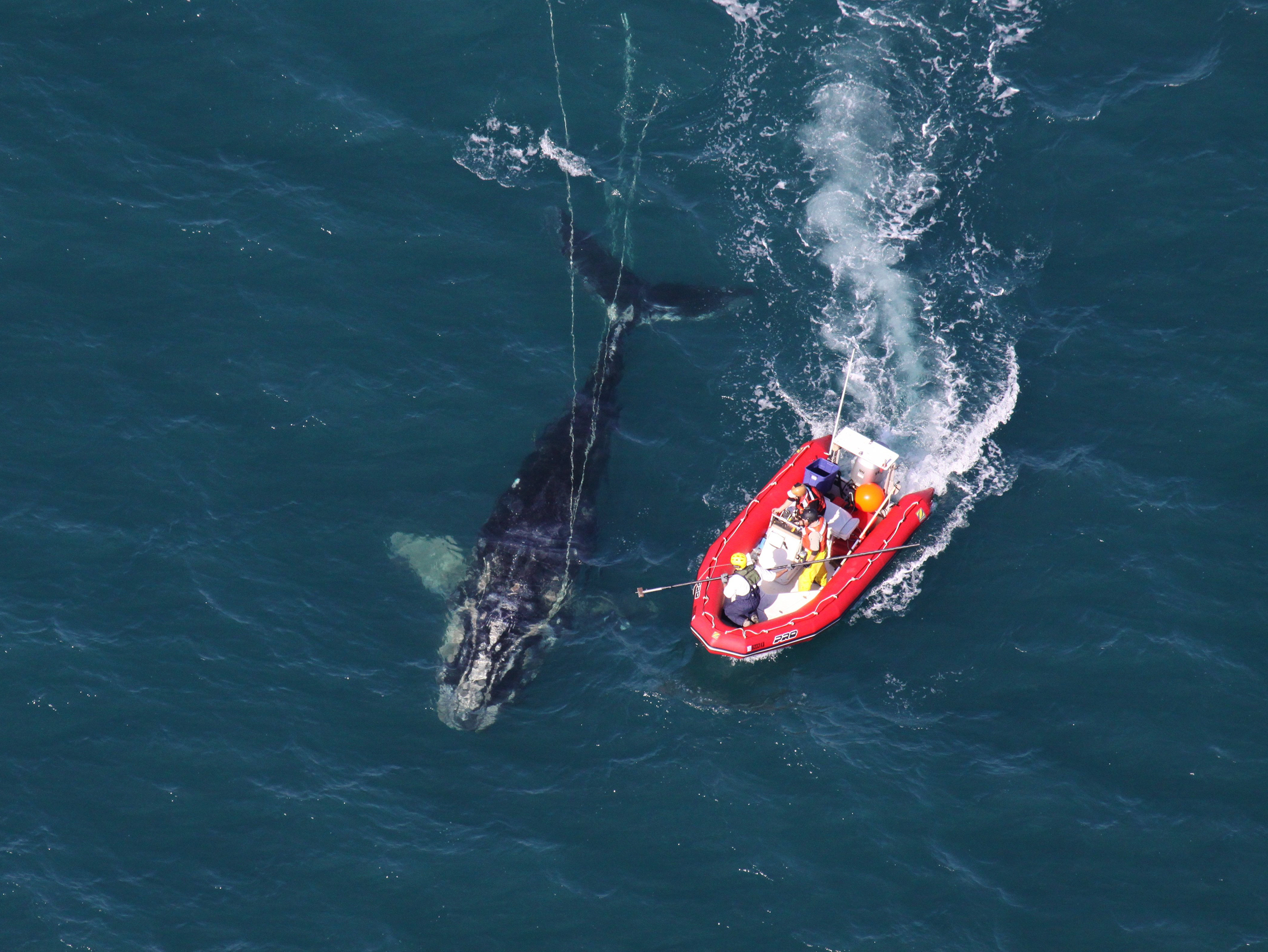 caption: Scientists from NOAA Fisheries Service approach a young North Atlantic right whale in order to disentangle it. New research shows whales with severe entanglements in rope and fishing gear are experiencing stunted growth, and body lengths have been decreasing since 1981.