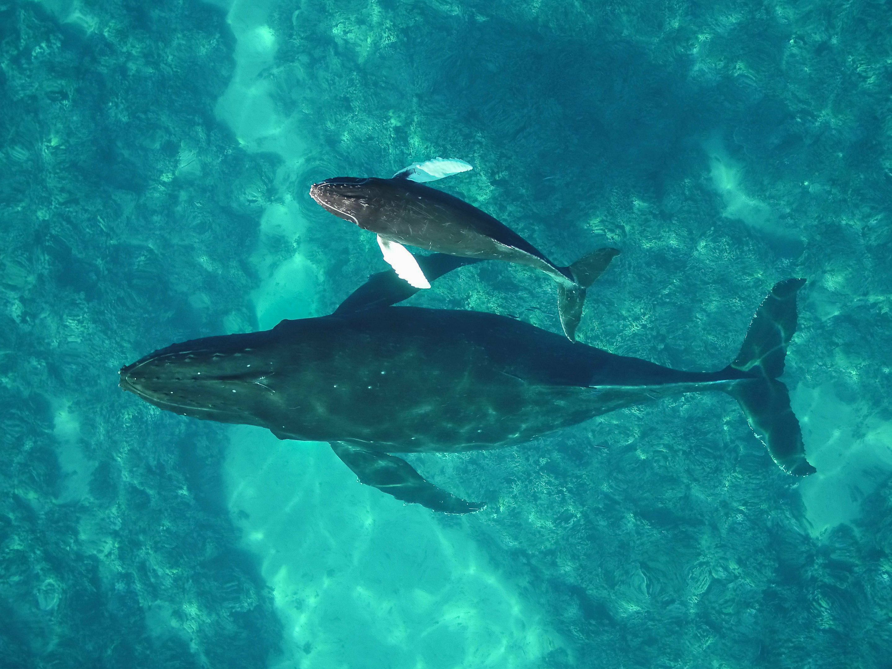 caption: Humpback whales that spend their winters in Hawaii, like this mother and calf, have declined over the last decade.