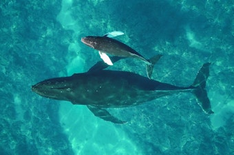 caption: Humpback whales that spend their winters in Hawaii, like this mother and calf, have declined over the last decade.