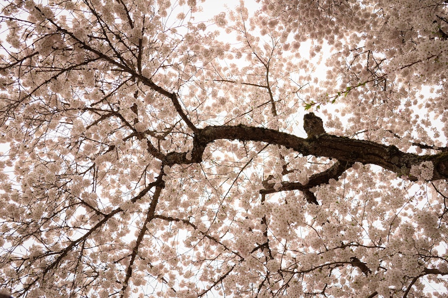 caption: Cherry blossoms reaching their peak bloom are visible on the University of Washington campus on Sunday, March 30, 2025, in Seattle.