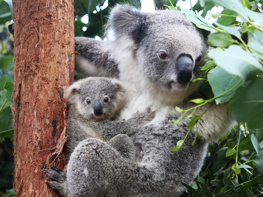 caption: A koala joey named Humphrey is comforted by his mother, Willow, at Taronga Zoo in Sydney in March 2021. Australia's government has declared koalas endangered in New South Wales, Queensland and the Australian Capital Territory.