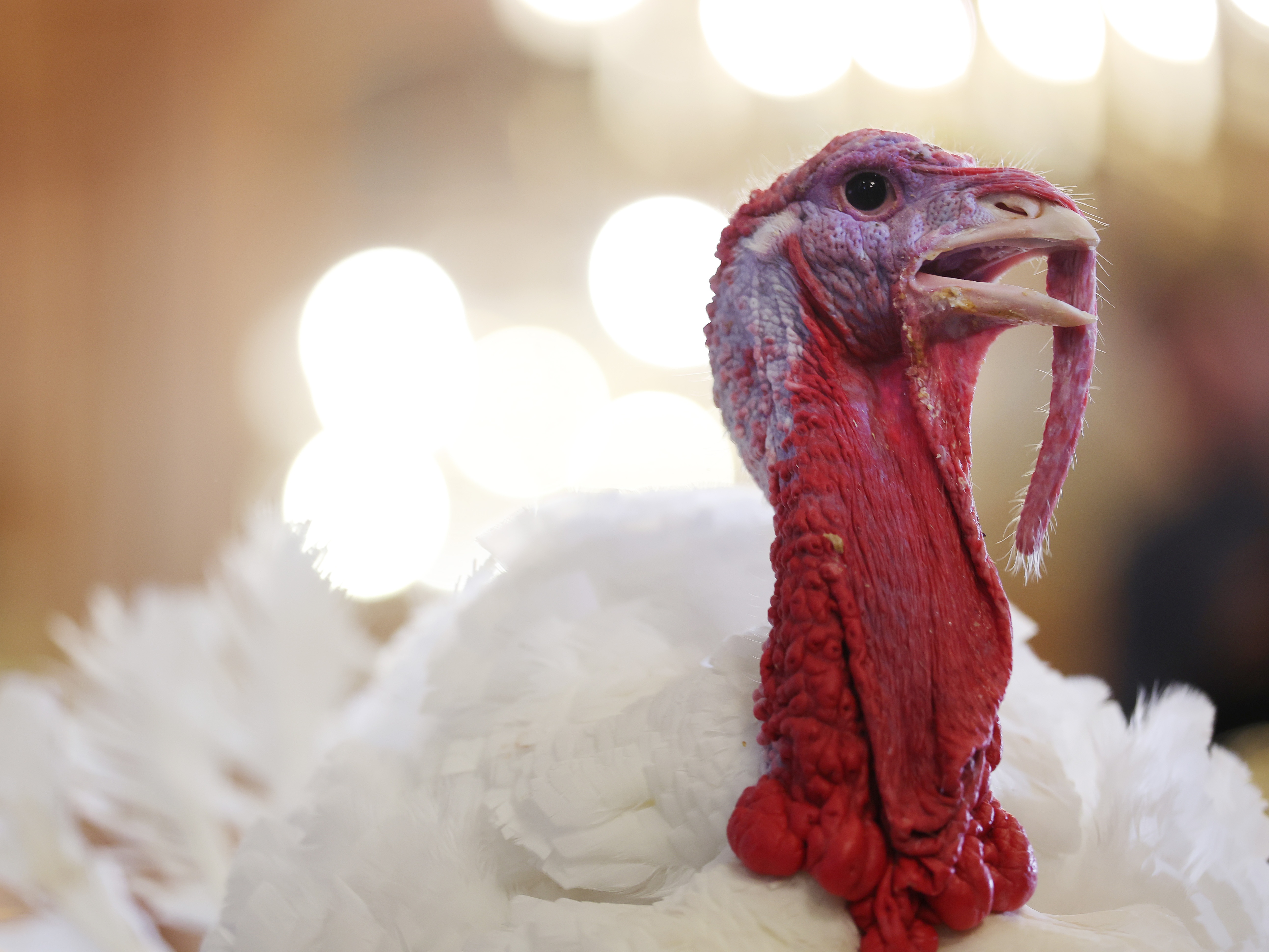caption: One of the two national Thanksgiving turkeys, Waddle and Gobble, which were presented to journalists in the Willard Room of the Willard InterContinental on November 24, 2025 in Washington, DC., for the 78th annual Turkey Pardoning at the White House.