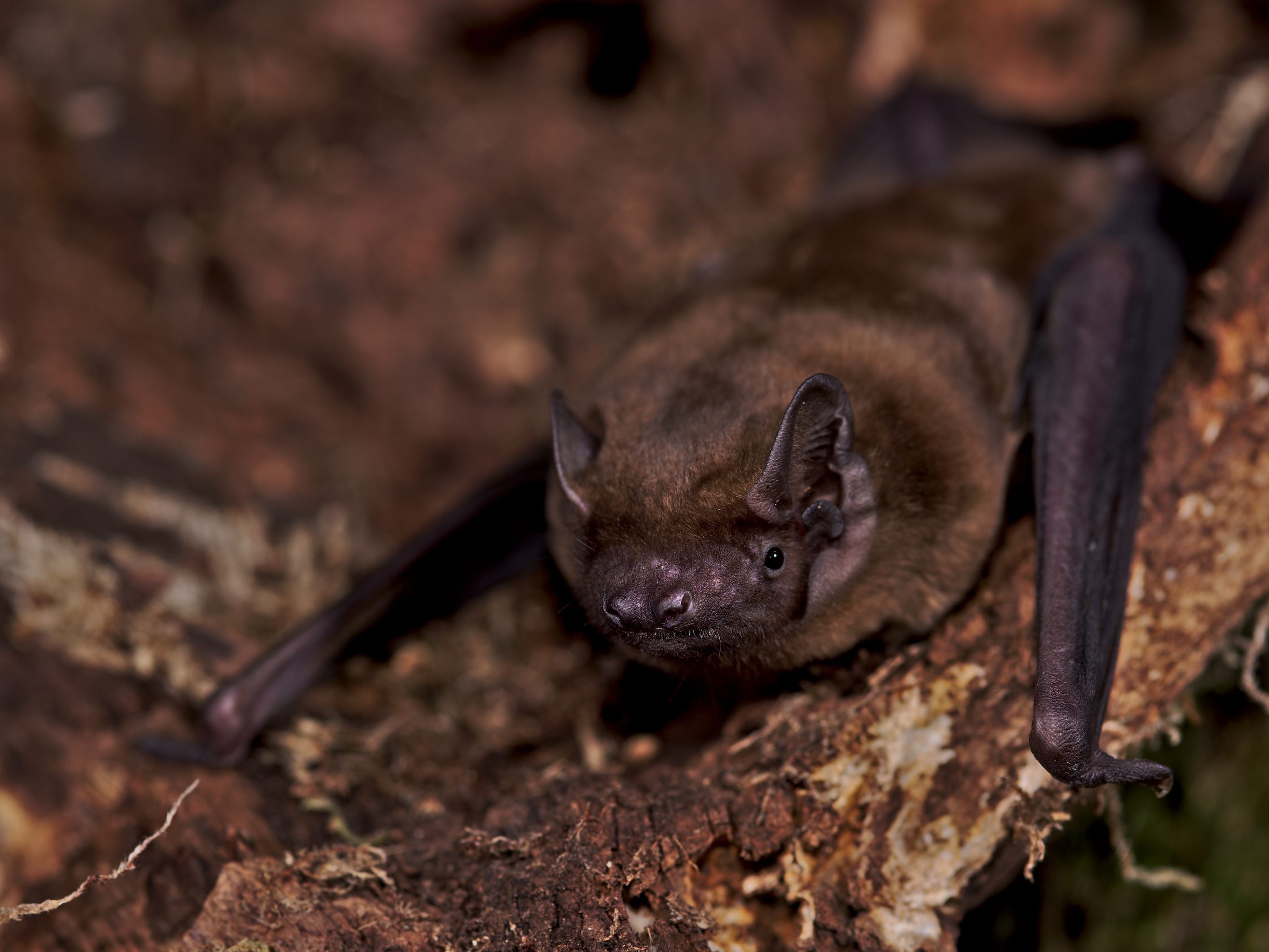 caption: A common noctule bat.