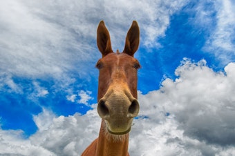 caption: Nancy Pearl said you'll learn more than you ever thought possible about mules from this week's reading picks.
