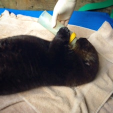 caption: Seattle Aquarium veterinarian gives sea otter pup Mishka formula in a bottle.
