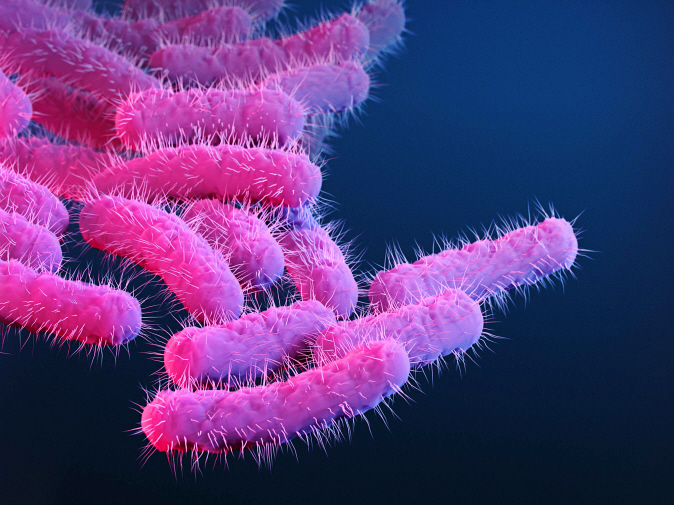 caption: An illustration of Shigella bacteria.