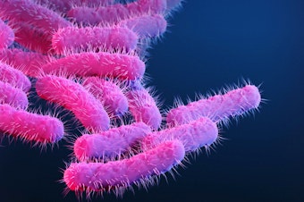 caption: An illustration of Shigella bacteria.