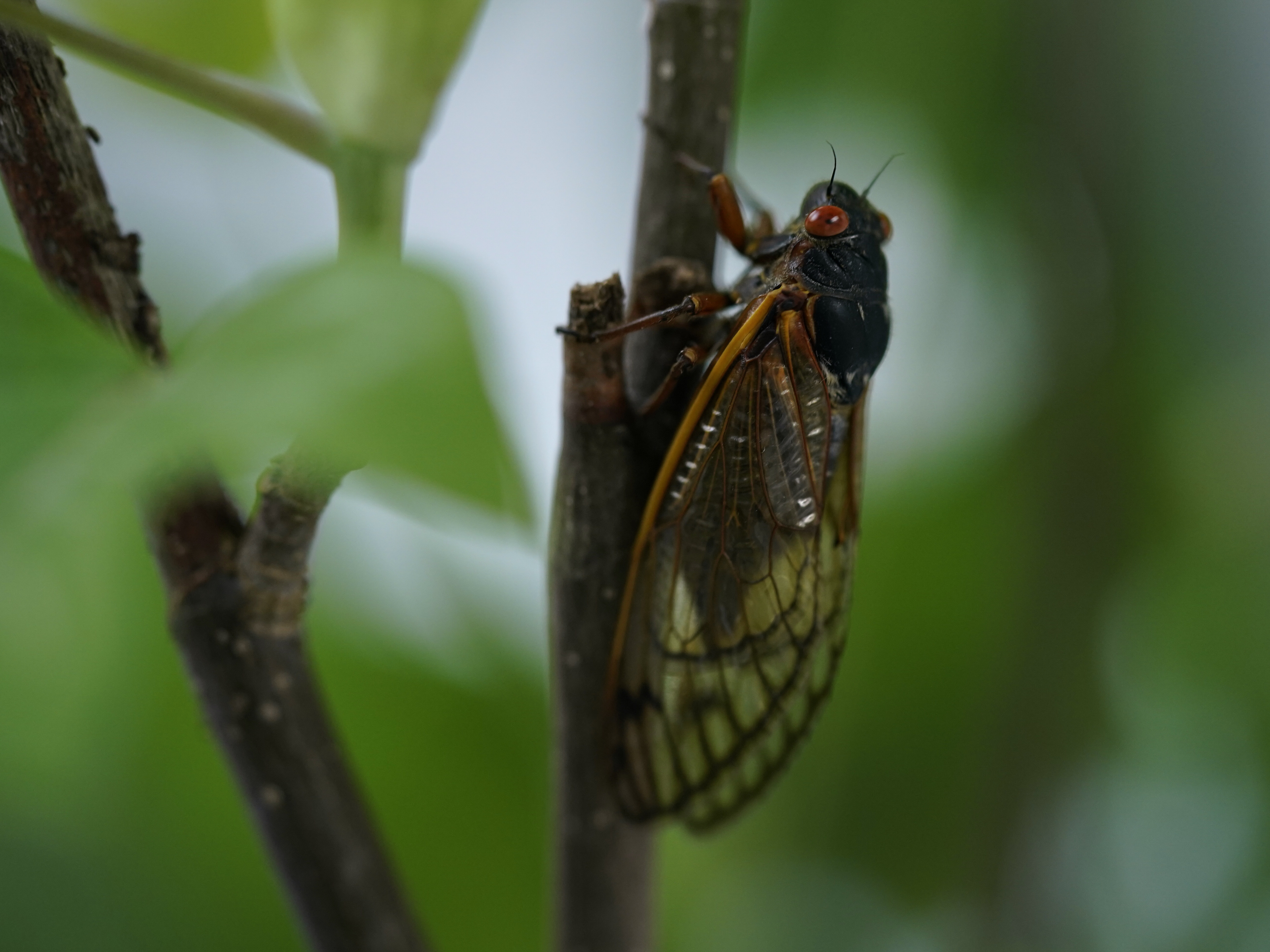 caption: An adult cicada is seen on May 6, 2021.