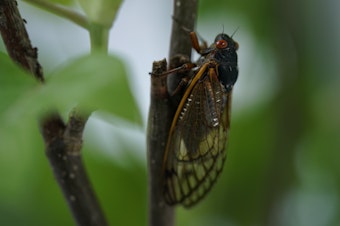 caption: An adult cicada is seen on May 6, 2021.
