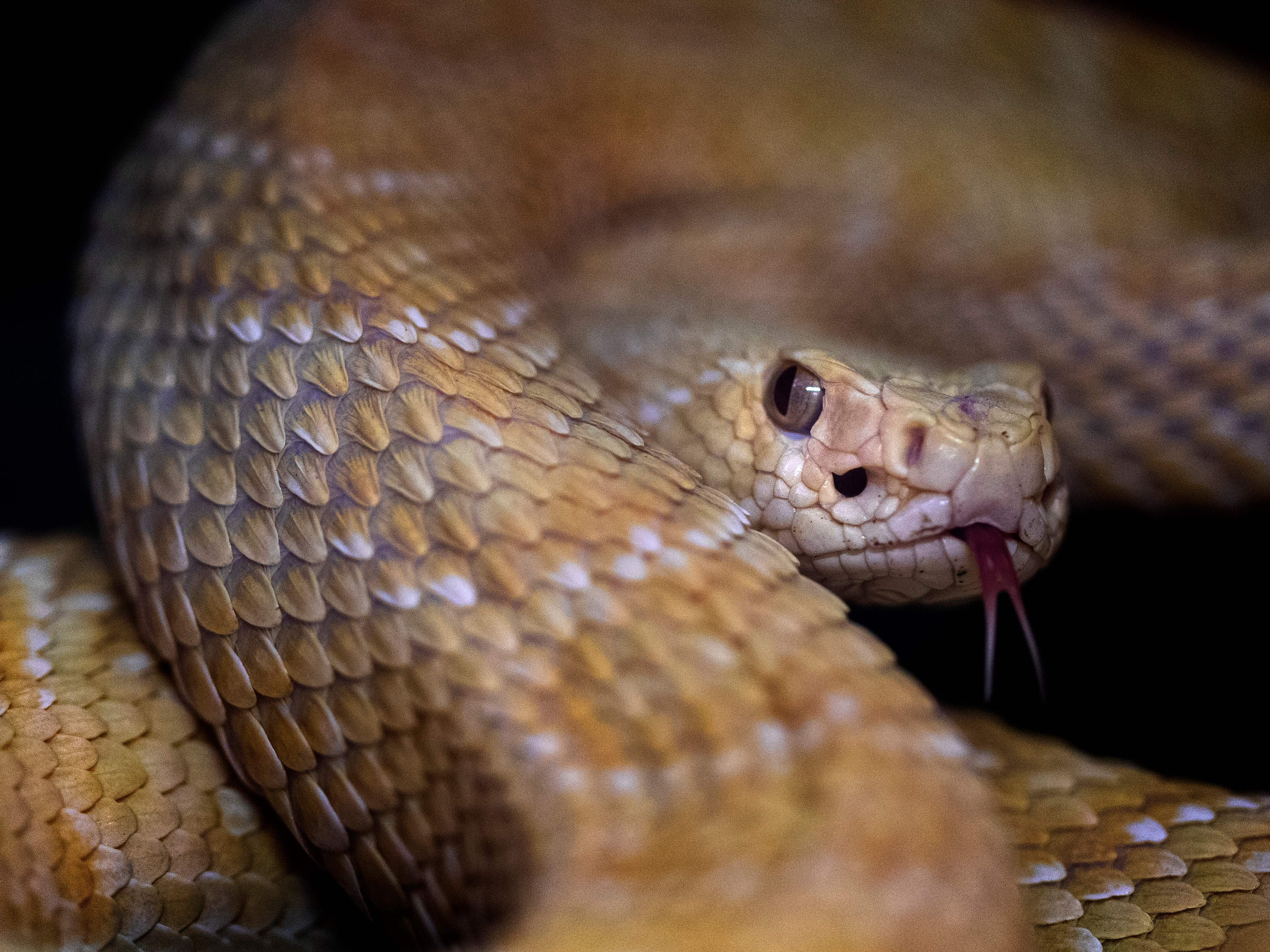 caption: A picture taken on October 5, 2018 at the Palais de la Decouverte in Paris shows an eastern diamondback rattlesnake (Crotalus adamanteus) during the installation of an exhibition called "Poison" gathering 30 poisonous species. (Photo by JOEL SAGET / AFP) (Photo credit should read JOEL SAGET/AFP/Getty Images)