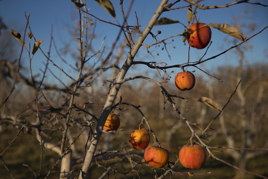 caption: Apples in the organic orchard next to the Perez house are shown on Monday, November 19, 2018, in Quincy. KUOW Photo/Megan Farmer 