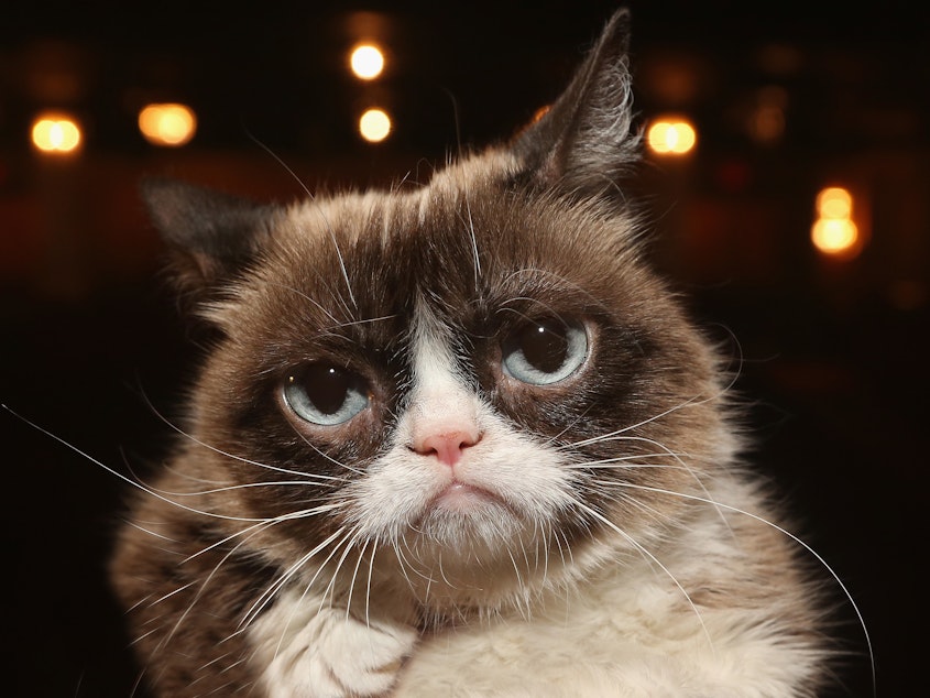 caption: Grumpy Cat, an Internet celebrity and meme darling, has died. She's seen here posing on the set of <em>Cats</em> on Broadway in 2016.