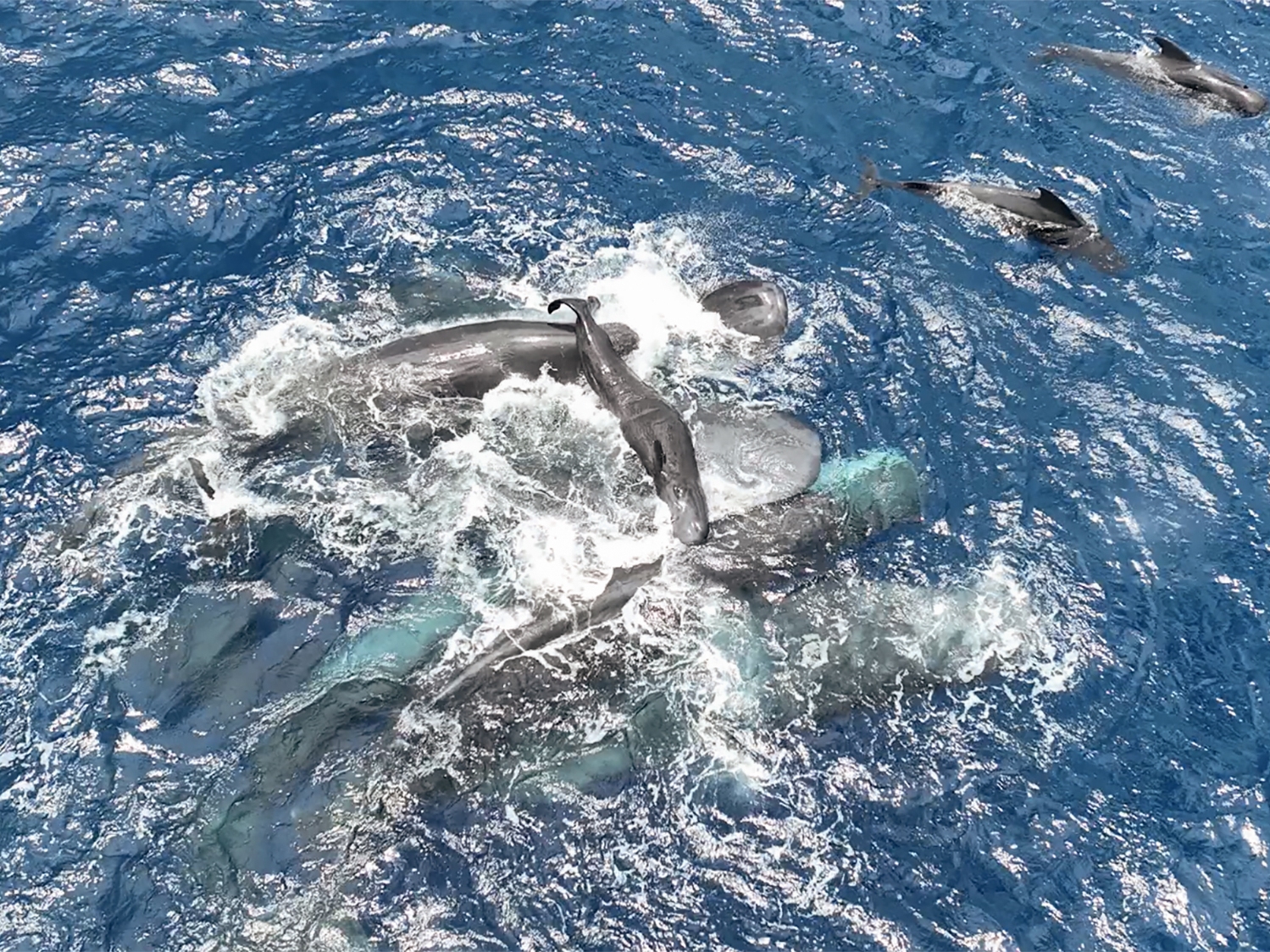 caption: A group of sperm whales, including nonrelatives, work to keep a newborn calf afloat in the hours after its birth.