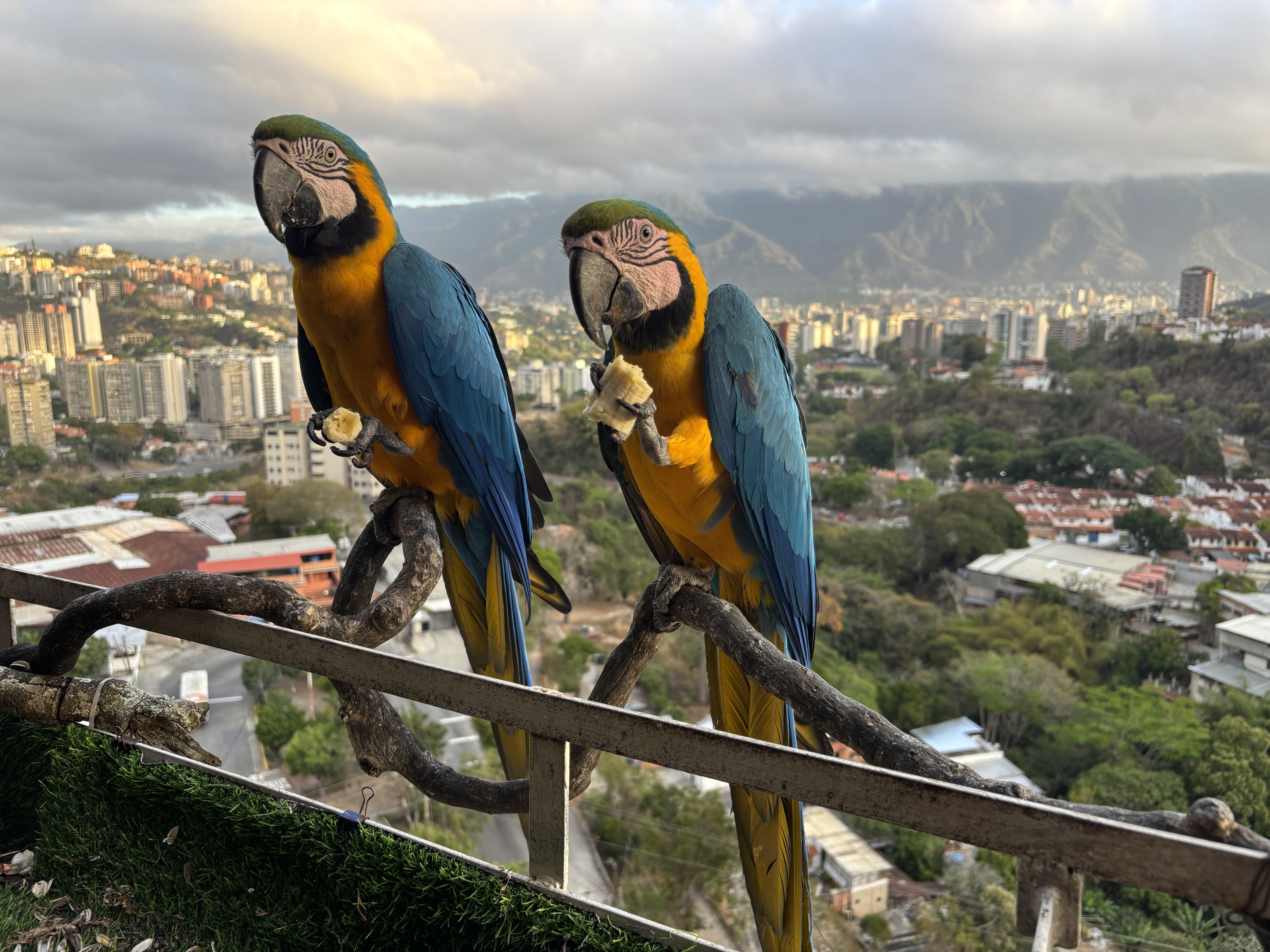 caption: A pair of blue and gold macaws visit Mabel Carnago's apartment in Caracas.