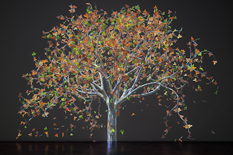 caption: In Jennifer Steinkamp's digital animations, trees gradually change color, lose leaves, sprout new leaves, grow flowers, and drop petals to the ground. She's done a series of such trees in honor of teachers who've had a profound influence on her.