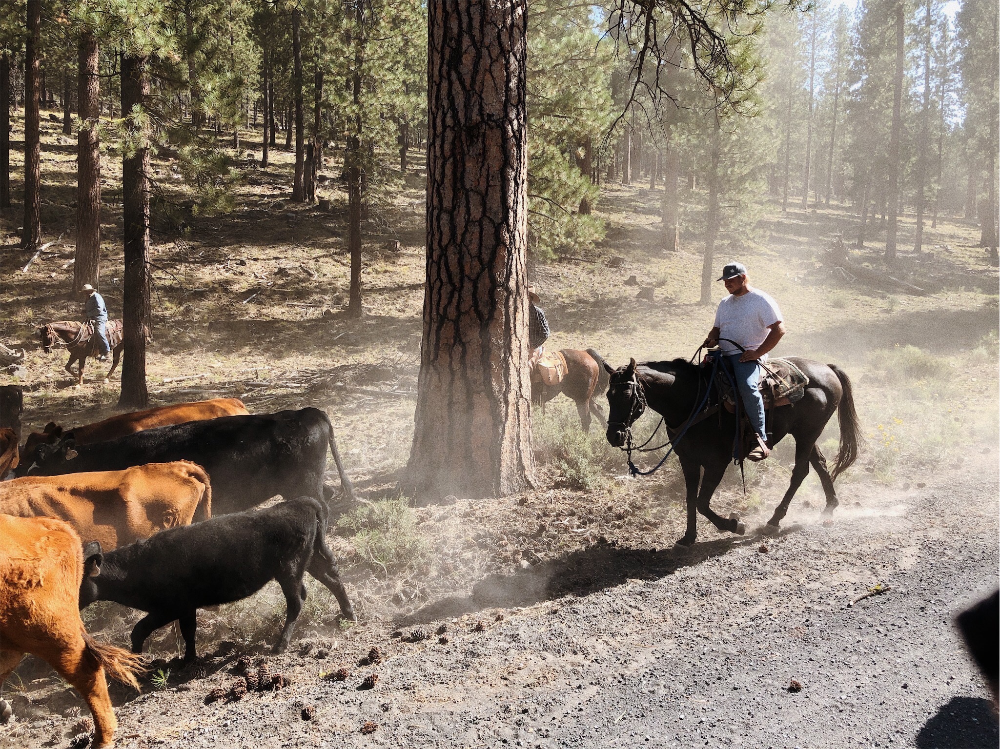 caption: Kaden Wiberg is a ranchhand at the Roth family ranch in central Oregon. He was one of the first people to spot a dead and mutilated cow in September 2019.